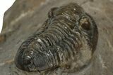 Detailed Proetid (Gerastos) Trilobite Fossil - Morocco #343288-5